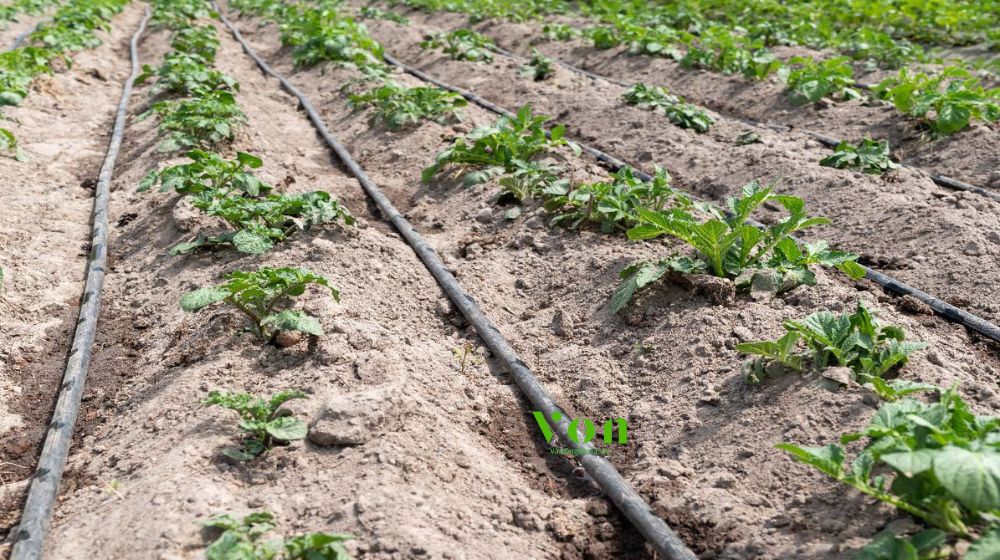 đặc tính vượt trội của ống tưới gắn chip Dekko dải dọc luống