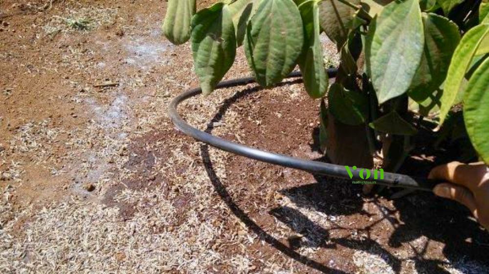 ống tưới gắn chip Dekko quấn quanh gốc đường kính 6mm