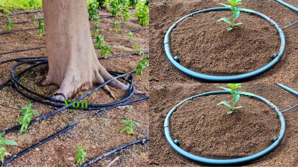 ống tưới gắn chip Dekko quấn quanh gốc đường kính 8mm