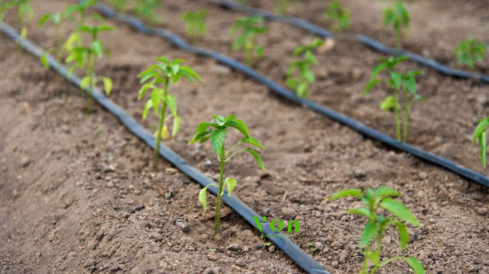 ống tưới gắn chip Dekko dải dọc luống là gì