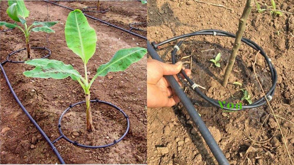 ống tưới gắn chip Dekko quấn quanh gốc là gì