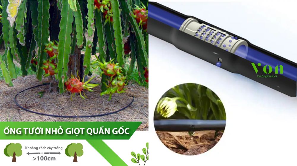 ống tưới gắn chip quấn quanh gốc Dekko