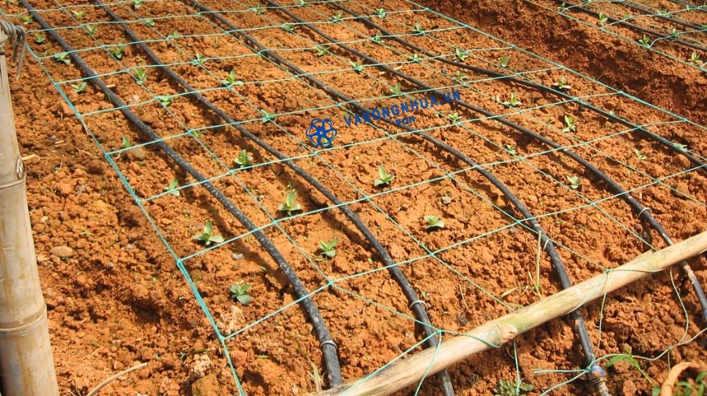 ứng dụng cho cây lâu năm