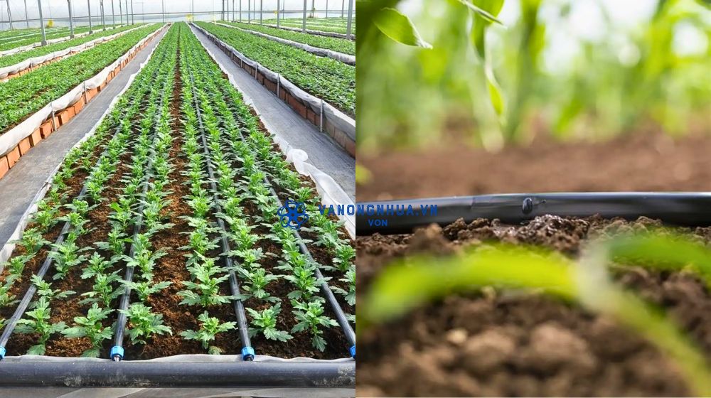 ứng dụng cho cây trồng ngắn ngày