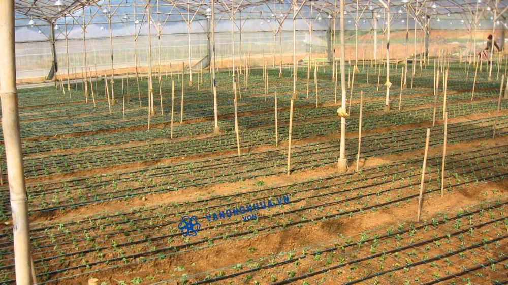 ứng dụng cho nhà kính và vườn ươm của ống tưới nhỏ giọt Dekko