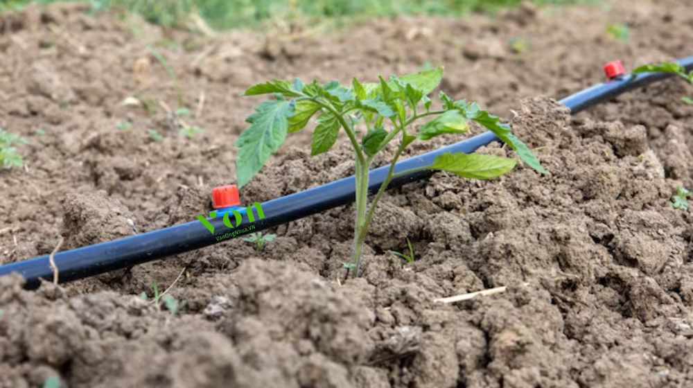 ứng dụng của ống tưới gắn chip Dekko dải dọc luống