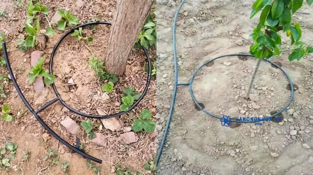 ứng dụng của ống tưới gắn chip Dekko quấn quanh gốc