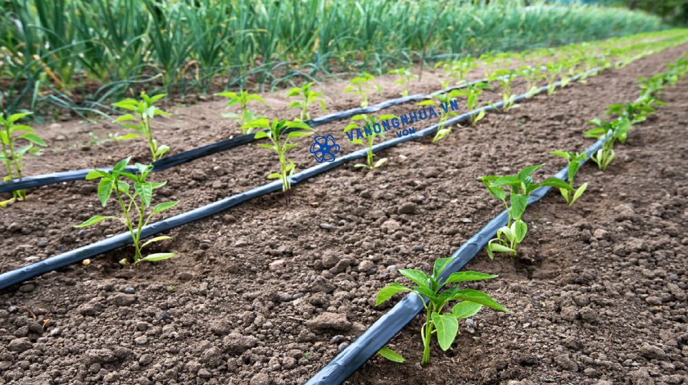 độ bền và tuổi thọ của ống tưới nhỏ giọt Dekko