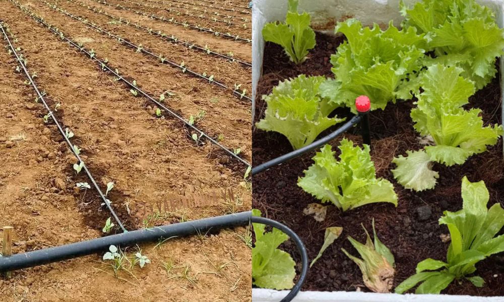 ống ldpe 16mm tưới nhỏ giọt